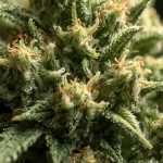 Jenseits des Mainstreams: Warum Forscher plötzlich die „vergessenen“ Cannabinoide neu entdecken